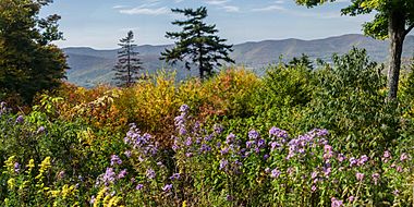 New England Aster on Mount Greylock