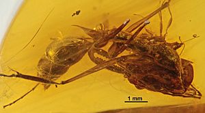 Odontomachus spinifer SMNSDO2215 profile