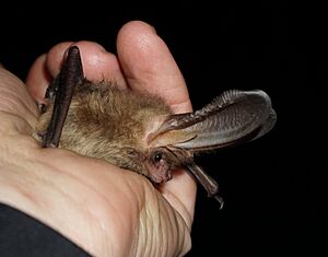 Outstretched ears of Plecotus auritus