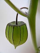 Physalis fruchthuelle fcm