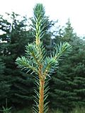 Picea sitchensis5.jpg