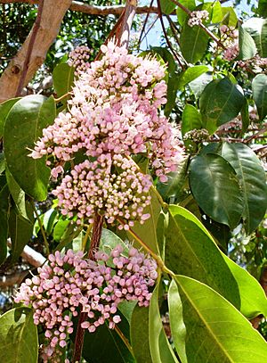 Pink Flowered Doughwood.JPG