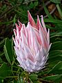 Protea P1010885