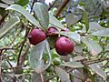 Psidium cattleianum fruit