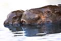 Pygmy-Hippopotamus-Lisbon-zoo