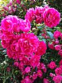 Rambler Roses Cape Cod