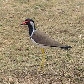 Red-wattled lapwing (Vanellus indicus lankae)