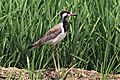 Red-wattled lapwing (juvenile)