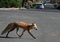 Red fox crossing road