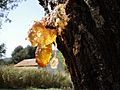 Resin on Almond tree