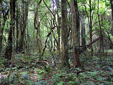 Robertson Nature Reserve with ferns.jpg