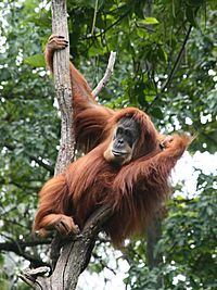 SUMATRAN ORANGUTAN.jpg