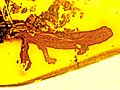 Salamander in amber