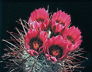 Sclerocactus polyancistrus in cultur B.jpg