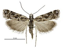 Scoparia s.l. gracilis female.jpg