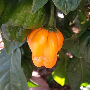 Scotch bonnet chili pepper.jpg