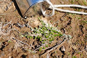 Selaginella cinerascens.jpeg