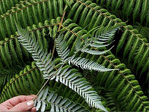 Silver-fern.jpg