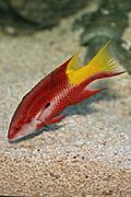 Spotfin Hogfish.jpg