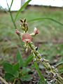 Starr 081230-0516 Indigofera hendecaphylla