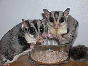 Sugar Gliders eating Mealworms