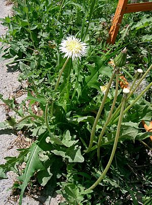 Taraxacum albidum3