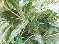 Teasel leaf high