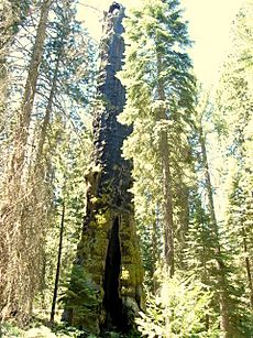 The Muir Snag