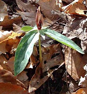 TrilliumLancifoliumGdsdnFL.jpg