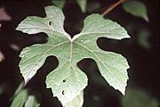 Vitis aestivalis (USDA)