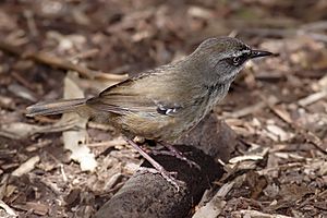 White browed scrubwren