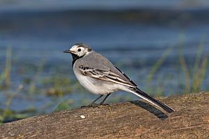 White wagtail female first summer.jpg