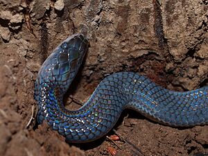 Young sunbeam snake from Thailand