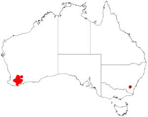 Acacia pulviniformisDistMap734.png