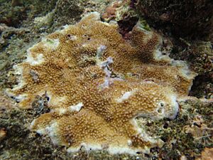 Acropora palmerae.JPG