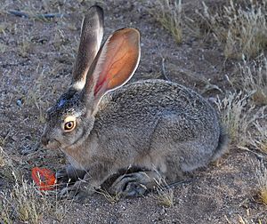 Adolescent Black-tailed Jackrabbit