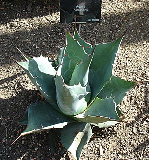 Agave parrasana.jpg