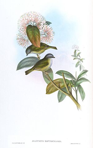 AllotriusXanthochlorisGould