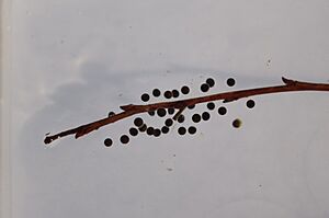 Ambystoma talpoideum egg mass