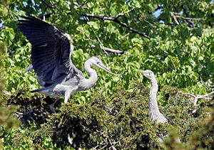 Ardea cinerea building nest