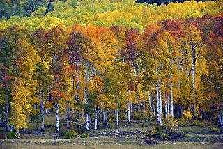 Aspens at Sunset, Purgatory