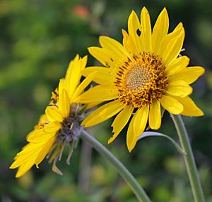 Balsamroot