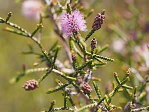 Beaufortia micrantha (leaves, flowers).JPG