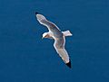 Black-legged-Kittiwake