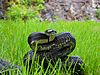 Black Rat Snake-.JPG