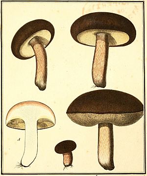 Boletus aereus in Bulliard 1789