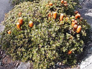 Bspinulosa Coastal Cushion Cox email