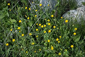 Calendula-arvensis-by-Zachi-Evenor-IZE11717