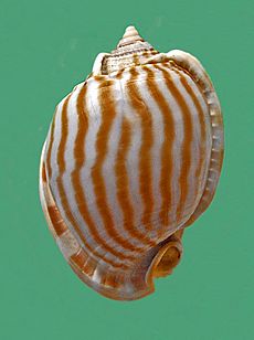 Cassidae - Phalium flammiferum