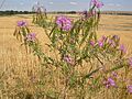 Cleome serrulata (5006013997)